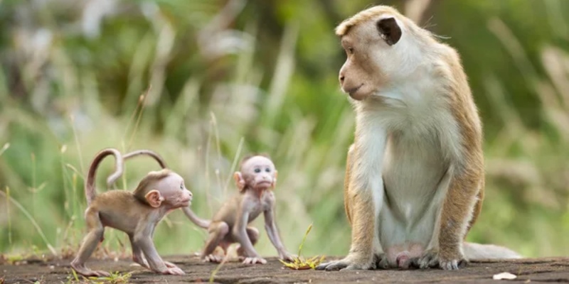 Thông tin sơ lược về loài động vật khỉ
